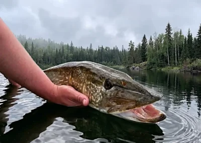 An angler's hands gently holding a large, patterned Northern Pike in calm, dark water, preparing to release it against a backdrop of a misty evergreen forest at Cobham River Lodge.