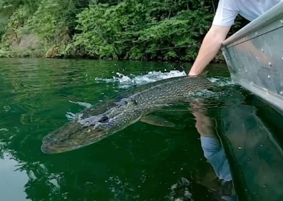 An angler reaching over the side of an aluminum boat to hold the tail of a large, beautifully speckled Northern Pike resting in clear green water before releasing it, set against a lush forested shoreline at Cobham River Lodge.