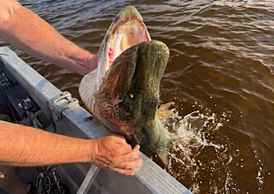 A close-up of an angler's arms holding a massive Northern Pike with its mouth wide open over the side of an aluminum boat, with water splashing below at Cobham River Lodge.