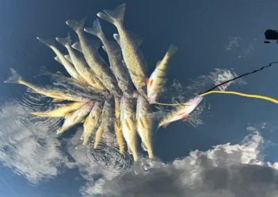 A large cluster of freshly caught Walleye on a yellow stringer line submerged in clear, dark water reflecting sky and clouds at Cobham River Outpost.