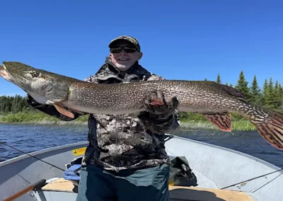 A smiling angler in camo jacket and cap holding a massive trophy Northern Pike horizontally in a boat on a sunny day at Cobham River Lodge.