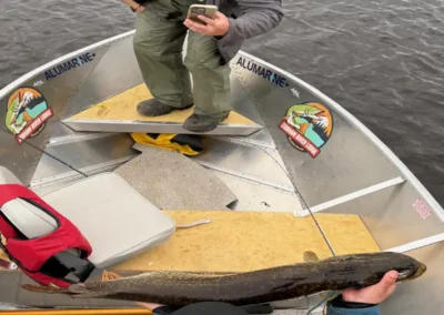 Angler in sunglasses holding a bright green trophy Northern Pike on a sunny summer day in Manitoba.