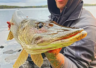 Fisherman holding a giant Northern Pike on a boat surrounded by morning mist on a Manitoba lake.