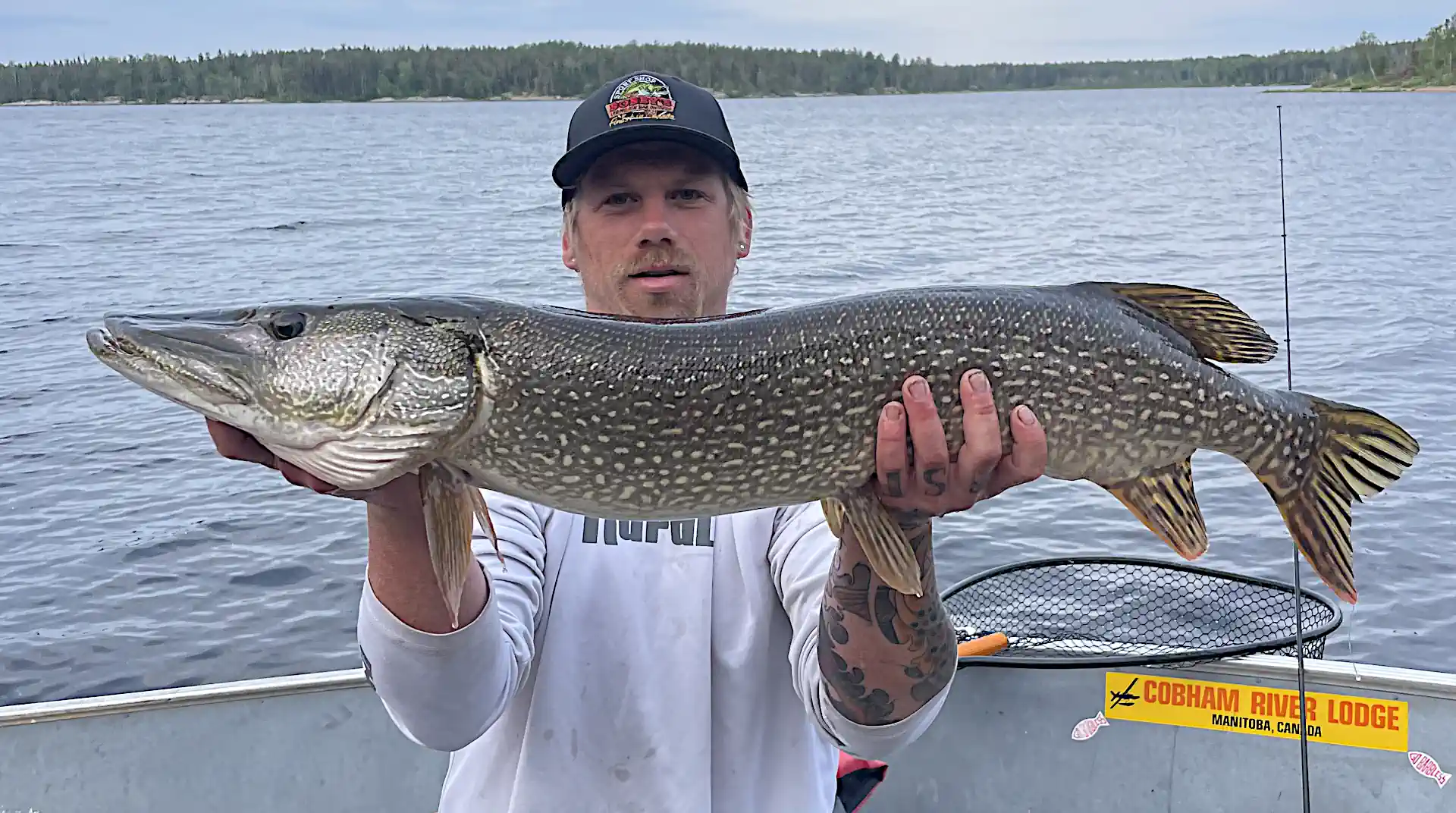 A tattooed man wearing a dark cap and light long-sleeve shirt holding a massive Northern Pike horizontally in an aluminum boat, with a yellow Cobham River Lodge sticker visible and a forested shoreline in the background.