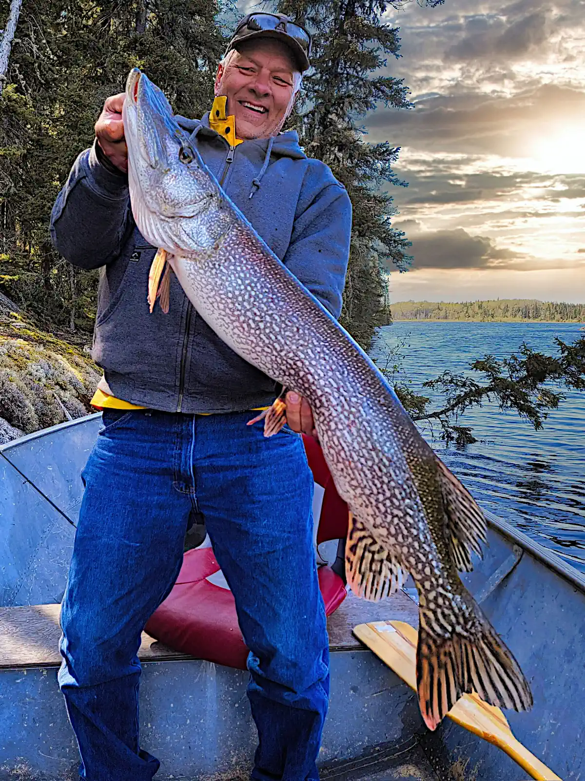 A smiling mature angler standing upright in an aluminum boat while holding a massive, long Northern Pike vertically near a forested shoreline at Cobham River Outpost.