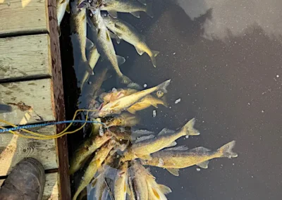 A large group of freshly caught walleye secured on yellow and blue stringers hanging in the water off a wooden dock next to a person's boot at Cobham River Outpost.