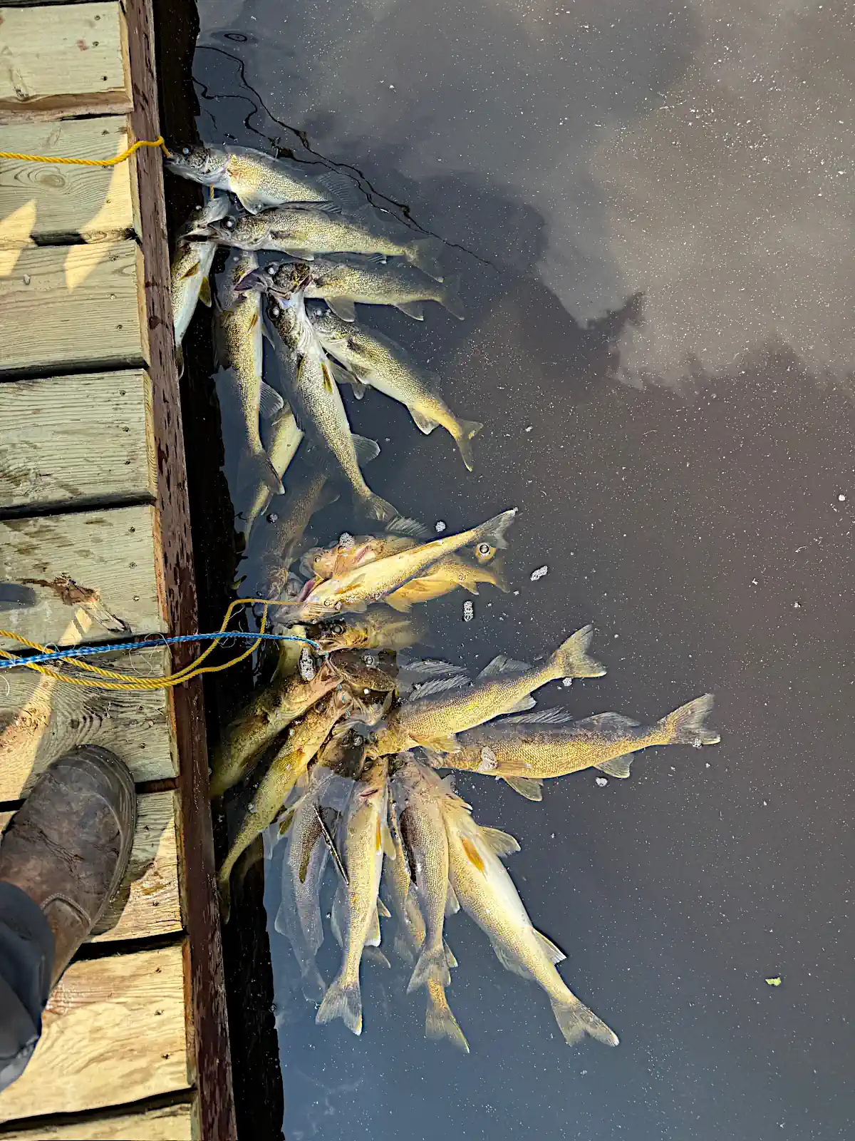 A large group of freshly caught walleye secured on yellow and blue stringers hanging in the water off a wooden dock next to a person's boot at Cobham River Outpost.