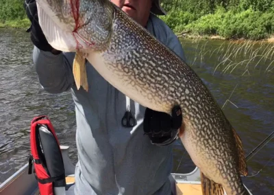 Very happy fisherman smiling widely while holding a massive monster Northern Pike in Canada.