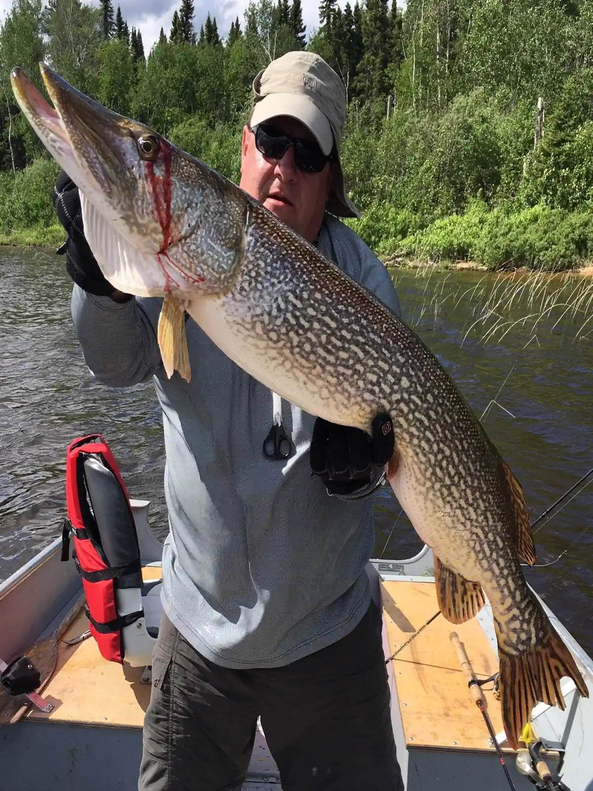 Very happy fisherman smiling widely while holding a massive monster Northern Pike in Canada.