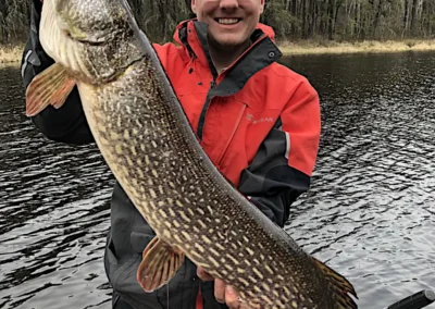 Fisherman struggling to hold up a very thick and heavy trophy Northern Pike in Manitoba.