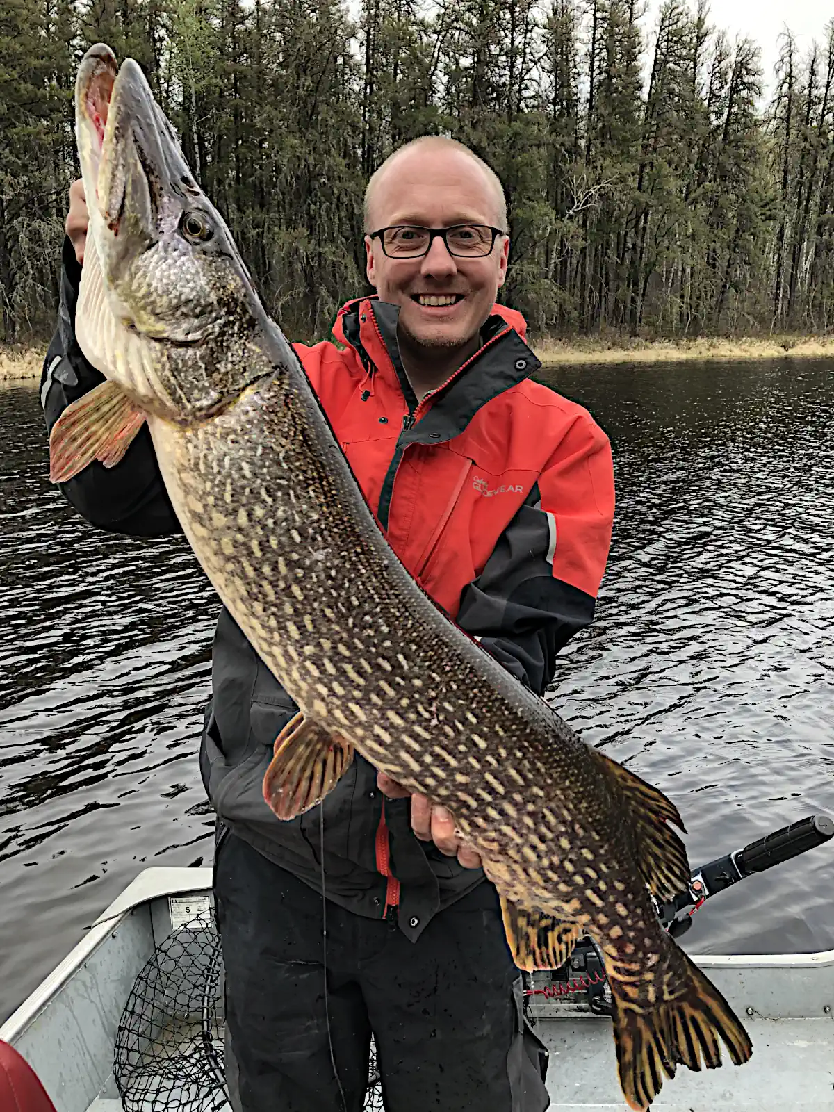 Fisherman struggling to hold up a very thick and heavy trophy Northern Pike in Manitoba.