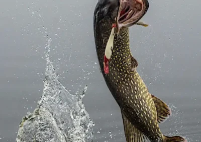 Action shot of a Northern Pike aggressively jumping out of a lake with a huge splash of water.