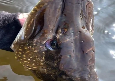Huge Northern Pike being prepared for release back into a Canadian lake.