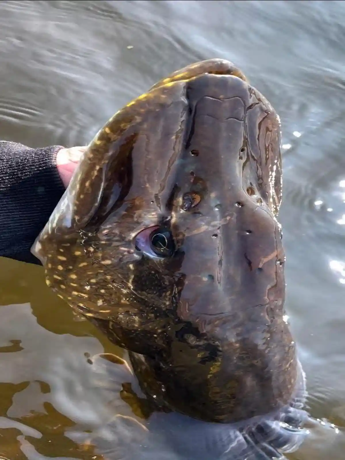 Huge Northern Pike being prepared for release back into a Canadian lake.