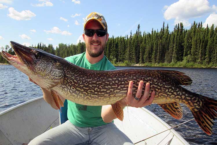 Our Manitoba fishing lodge offers the best Northern Pike fly in fishing trip in Manitoba. Catch trophy pike at a remote Manitoba fishing lodge. 