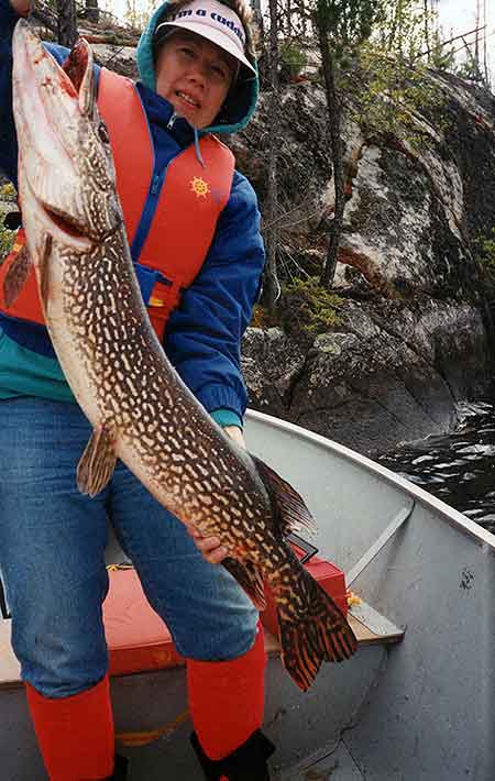 An image of a Pike showcasing the allure of the wild