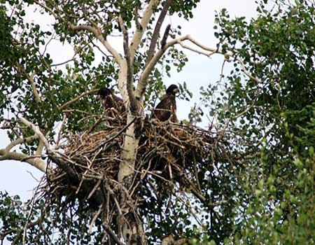 Canada bald eagle nest in Manitoba Canada | Cobham River Lodge