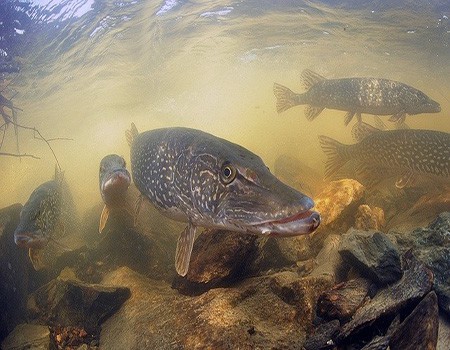 Trolling for Northern Pike Fishing