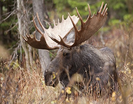 Canada wildlife - Manitoba Moose | Cobham River Lodge