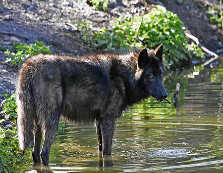 Black Wolf on the river shore | Cobham River Lodge