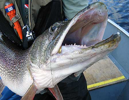 Monster Canada Pike Fishing, Quality Northern Pike fishing at the best fishing resort in Manitoba Canada