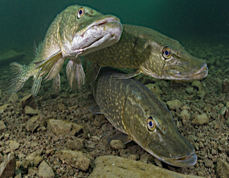 Unlock the Secrets of Northern Pike Fishing in Deep Water and Land Your Trophy Catch Today!