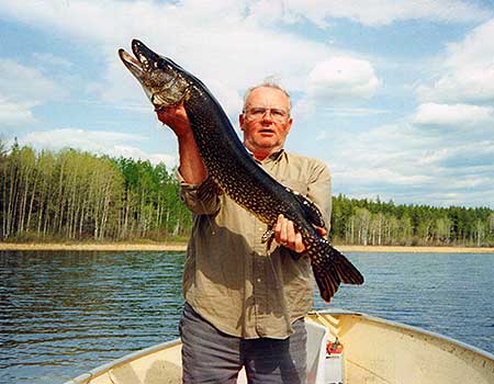 Trophy Pike - 43 inch Northern Pike. By the time a Northern Pike reaches 40 inches they are usually around 20 years old.