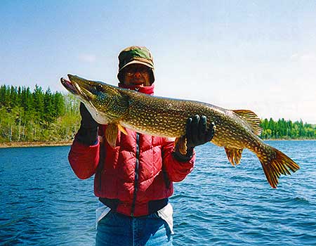 Remote cabin fishing in Canada, Trophy Northern Pike fishing at our remote fly in outpost.