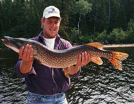 Monster northern pike fishing Manitoba lodge. 43.5″ northern pike – caught and released!