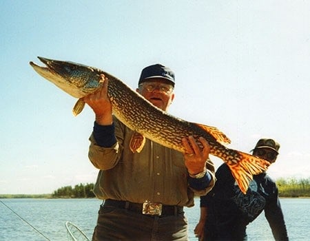 A trophy 46-inch northern pike that came out of a Manitoba Canada. Fly in trophy northern pike fishing.