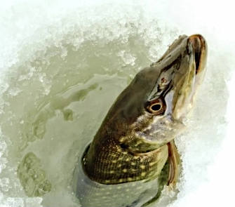 The art of the catch: Pike fishing in Canada's frozen waters.