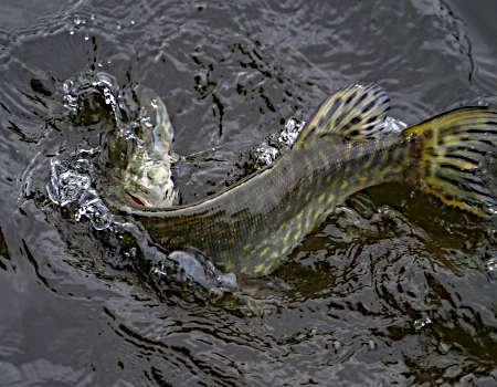Discover the beauty of northern pike fishing in shallow water and enjoy the bountiful catch!